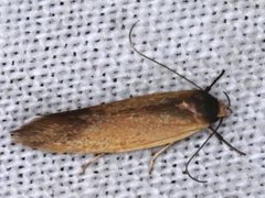 Delexocha ochrocausta