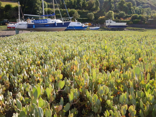Sea-purslane