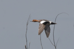 Eurasian Wigeon photo 2