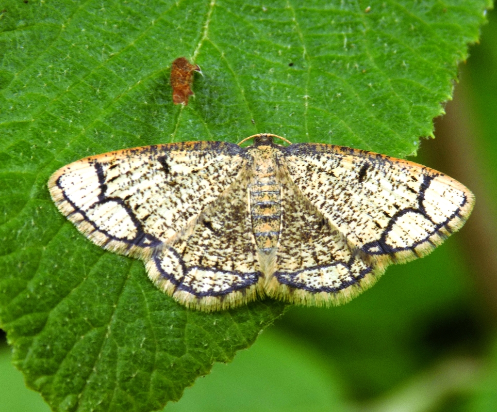 Ringed Border