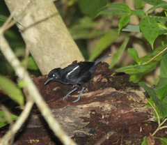 Sakesphorus luctuosus