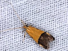 Crocanthes micradelpha