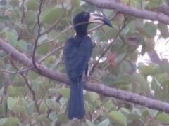 Lophoceros fasciatus