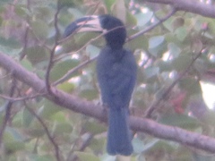 Lophoceros fasciatus