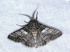 Hypobapta diffundens