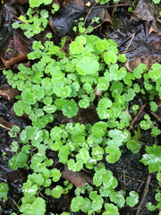 Hydrocotyle americana