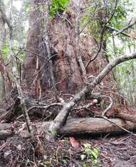 Eucalyptus pilularis