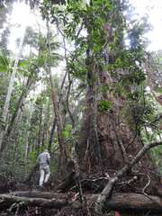 Eucalyptus pilularis