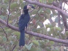 Lophoceros fasciatus