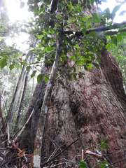 Eucalyptus pilularis