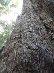 Eucalyptus pilularis