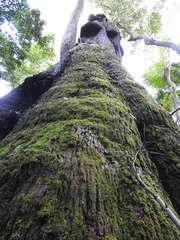 Eucalyptus pilularis