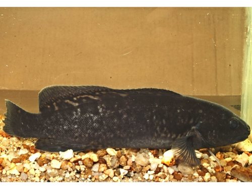 Blackfish (Gadopsis marmoratus) — Percichthyidae — 4