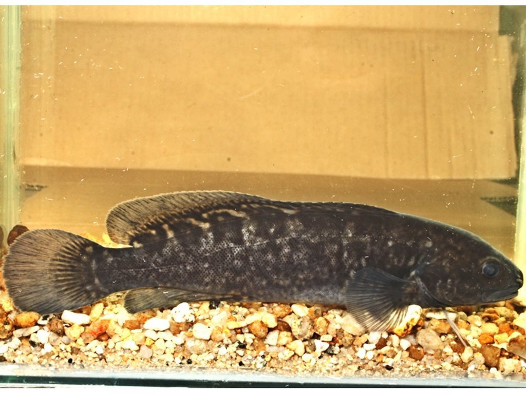 Gadopsis
