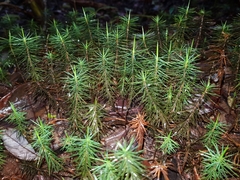 Dawsonia polytrichoides