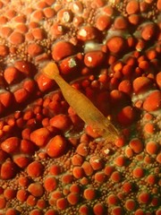 Zenopontonia soror