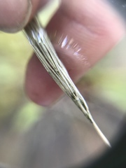 Hordelymus europaeus