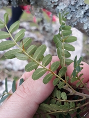 Zanthoxylum kleinii