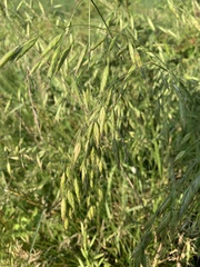 Bromus secalinus