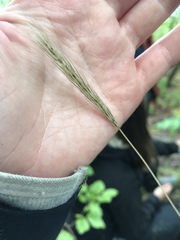 Hordelymus europaeus