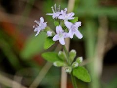 Mentha diemenica