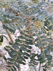 Zanthoxylum kleinii