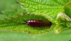 Apterygida albipennis