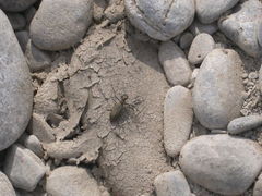 Cicindela marginipennis