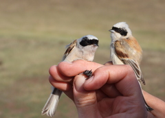 White-Crowned Penduline Tit photo 5