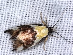 Eulechria clytophanes