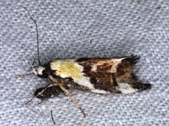 Eulechria clytophanes