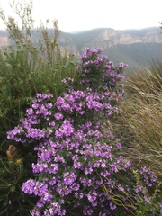 Prostanthera caerulea