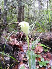 Pterostylis baptistii