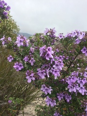 Prostanthera caerulea