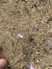 Gilia cana speciosa