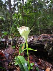 Pterostylis baptistii