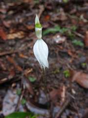 Caladenia picta