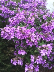 Prostanthera caerulea