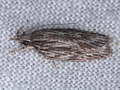 Leistarcha scitissimella