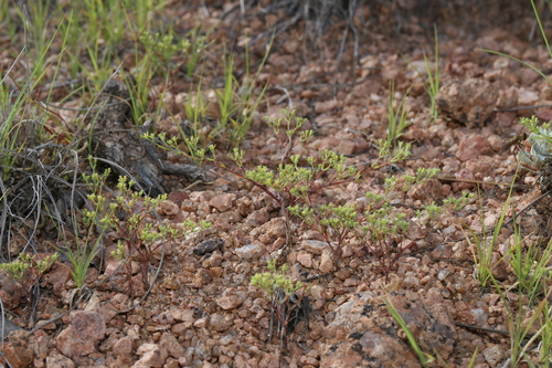 Image of Paronychia setacea by (c) Reid Hardin, some rights reserved (CC BY)