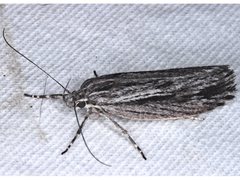 Leistarcha