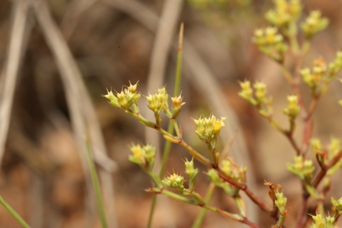 Image of Paronychia setacea by (c) Reid Hardin, some rights reserved (CC BY)
