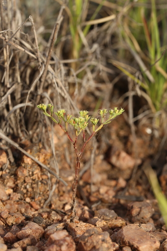 Image of Paronychia setacea by (c) Reid Hardin, some rights reserved (CC BY)