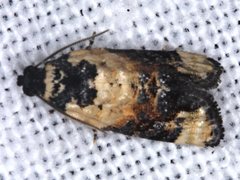 Asthenoptycha iriodes