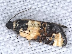Asthenoptycha iriodes