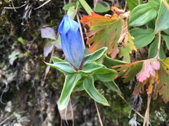 Gentiana platypetala