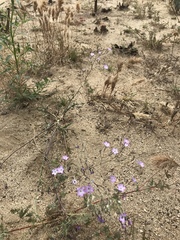 Gilia cana speciosa
