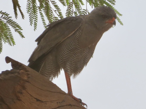 Dark Chanting-Goshawk