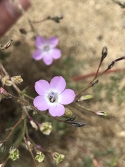 Gilia cana speciosa