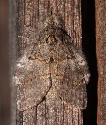 Angulose Prominent photo 5